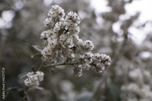 cotton flower tree plant © Ronel Lowe