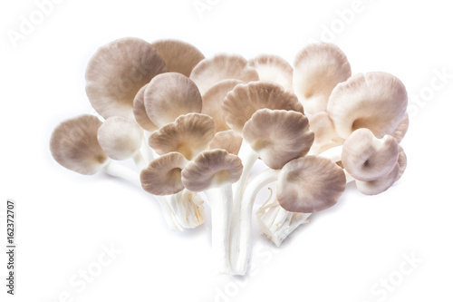 Pleurotus pulmonarius mushroom.