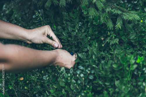 Photography Picking lingonberry. Woman gathering wild berries.