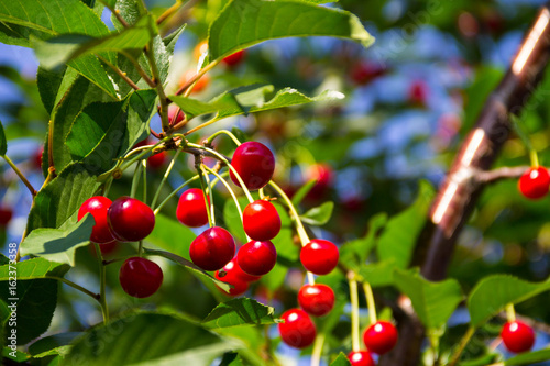 Ripe cherry berries on a tree branch in garden