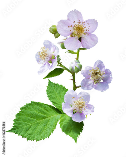 raspberry blossoming branch. Strawberry blossom with leaves isolated on white. Rubus fruticosus (raspberry). Raspberries branch with peach flowers