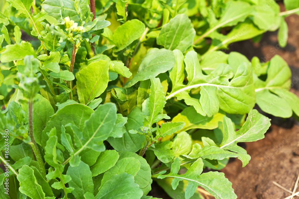 Leaf rucola (eruca sativa or rocket salad) grows on the bed. Vegetable background Leaf rucola (eruca sativa or rocket salad) grows on the bed. Vegetable background