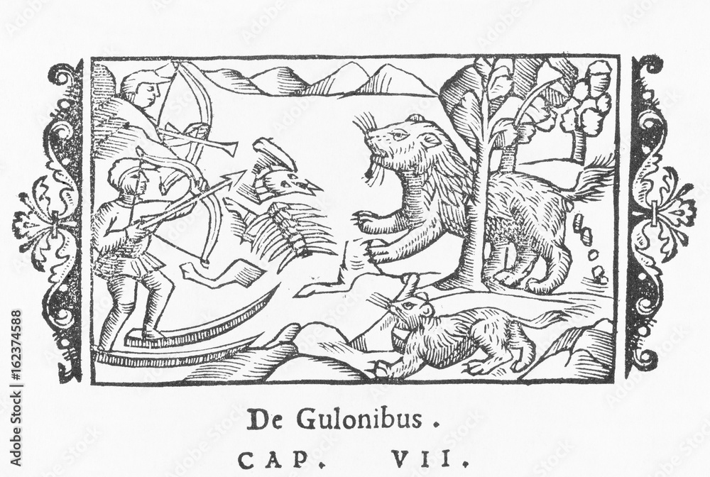 Obraz premium Gluttonous Gulon. Date: 1555