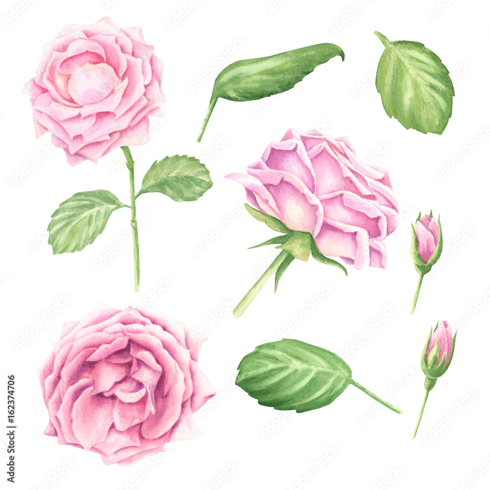 Hand-drawn watercolor pastel pink rose blossoms set with green leaves ...