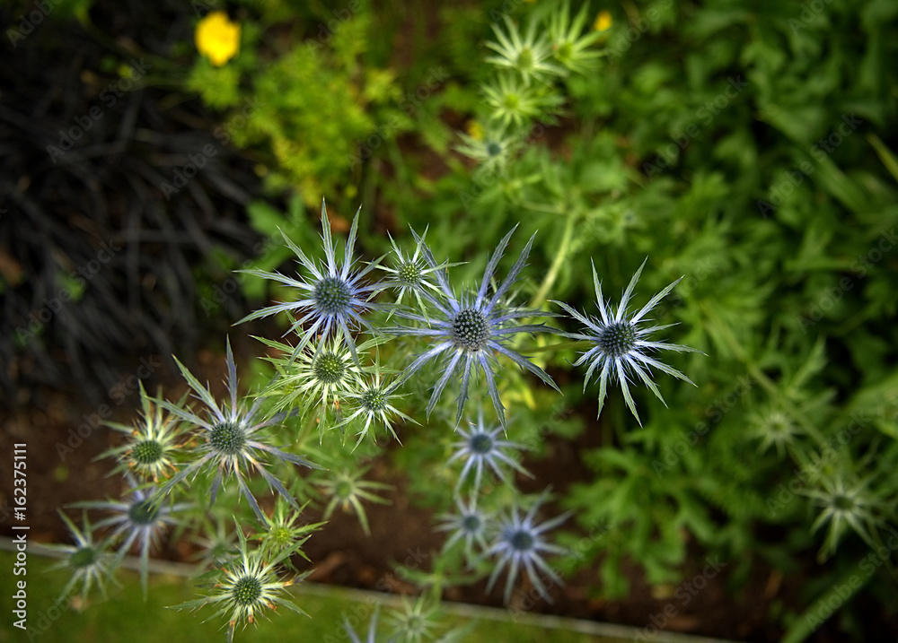 Flower shaped like a star Flower shaped like a star
