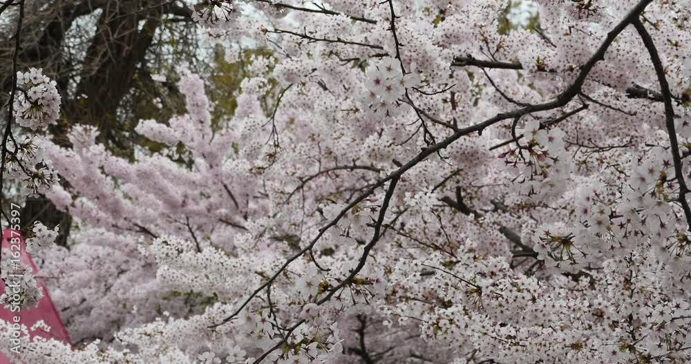 4k sakura,beautiful cherry blossoms tremble in wind. 4k sakura,beautiful cherry blossoms tremble in wind.