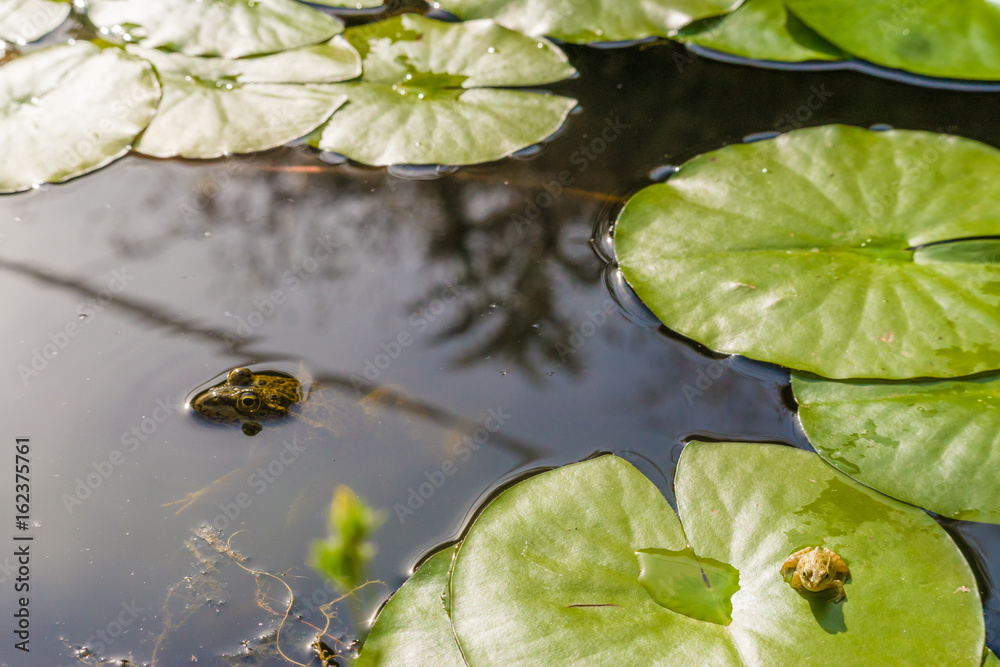 Detail of a frog over a waterlily and a bigger frog in the water Detail of a frog over a waterlily and a bigger frog in the water