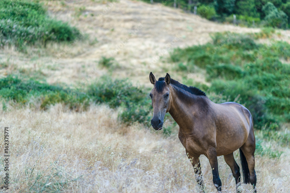 Portrait of a wild brown horse in Spain Portrait of a wild brown horse in Spain