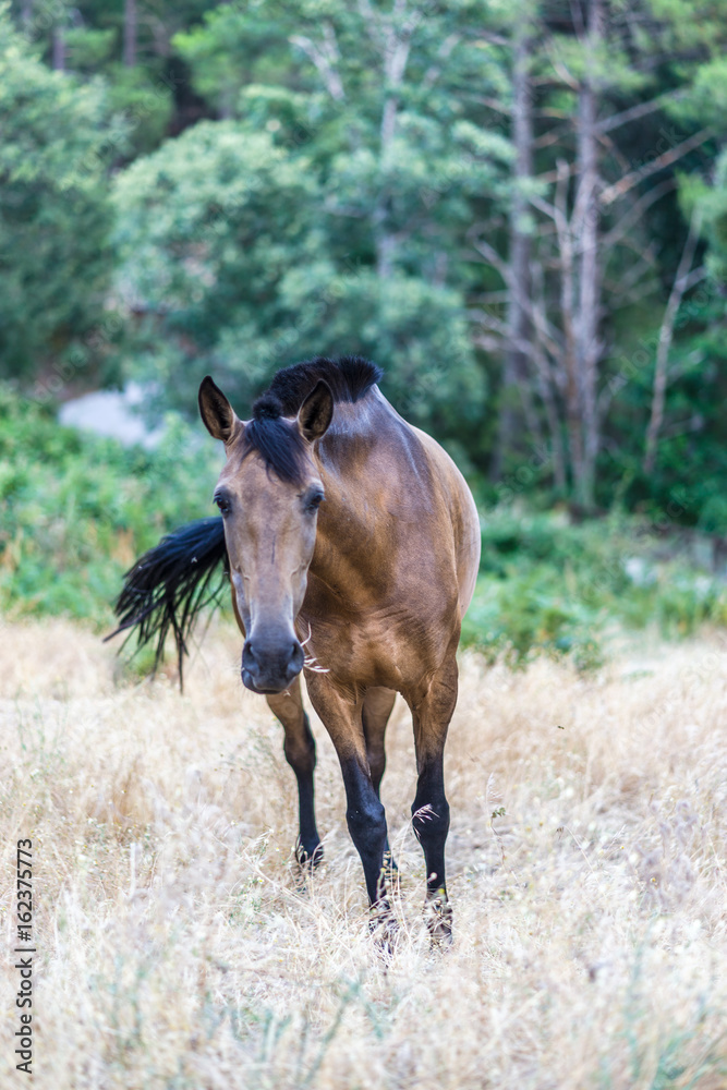 Portrait of a wild brown horse in Spain Portrait of a wild brown horse in Spain