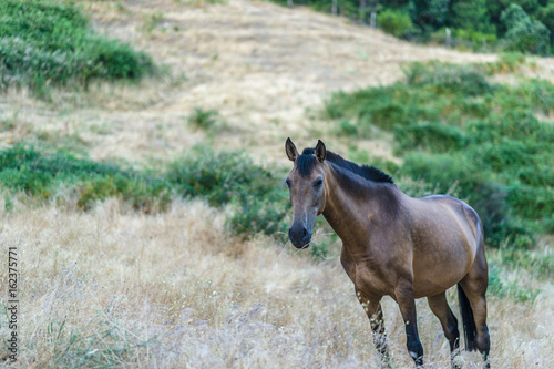 Portrait of a wild brown horse in Spain