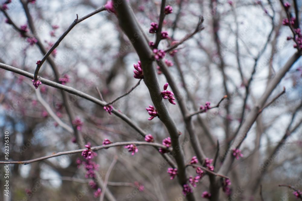 Pink flower buds of eastern redbud tree