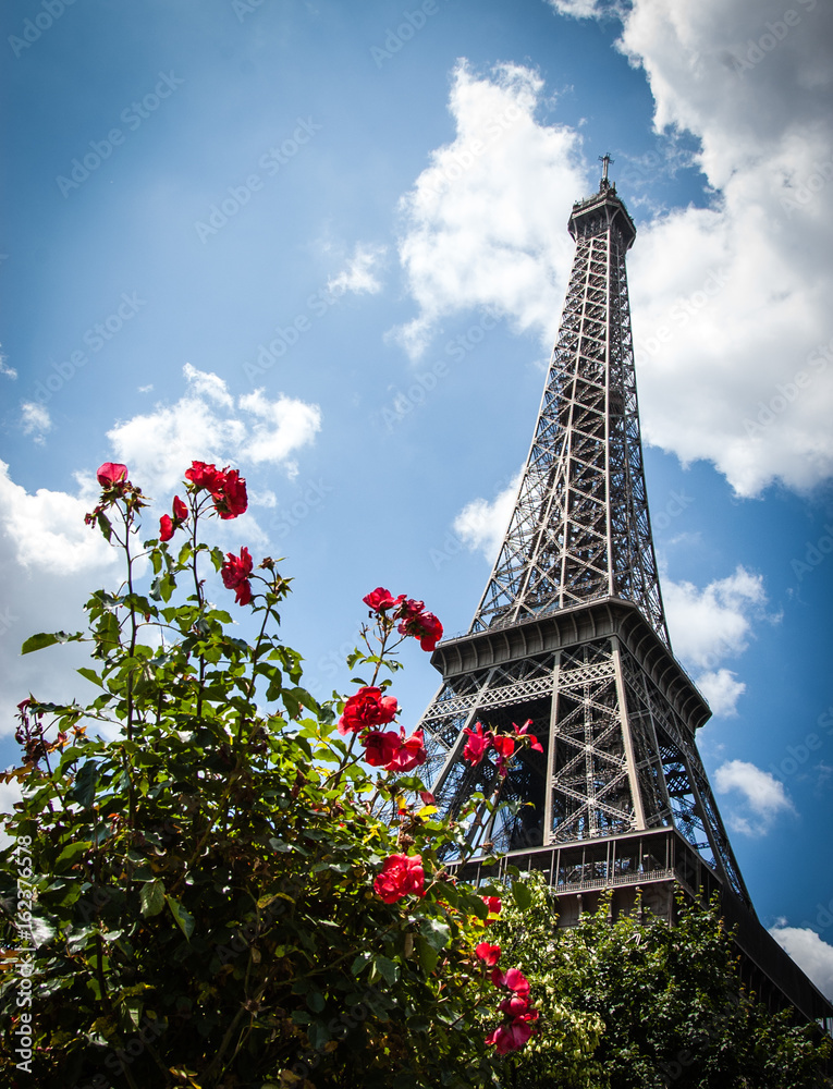 Eiffel tower and red rose shrub. Paris (France)