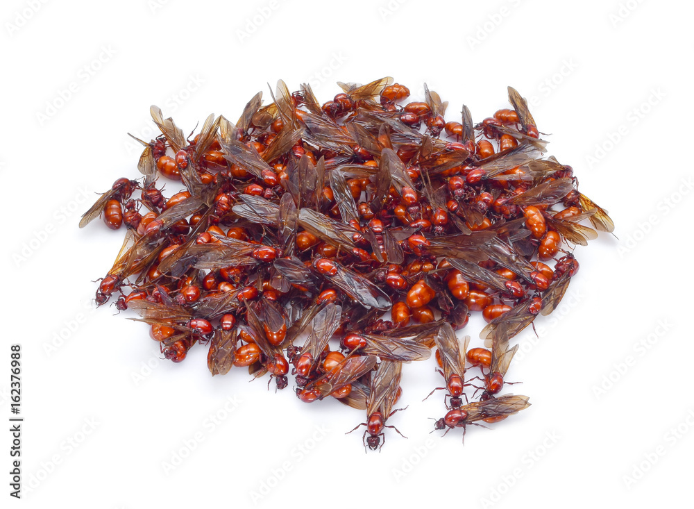 Obraz premium subterranean ants, local cuisine of Thai, Northern style food, Lanna style food In The north of Thailand