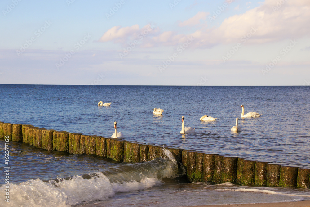 Schwäne reiten auf den Wellen der Ostsee, Koserow, Insel Usedom