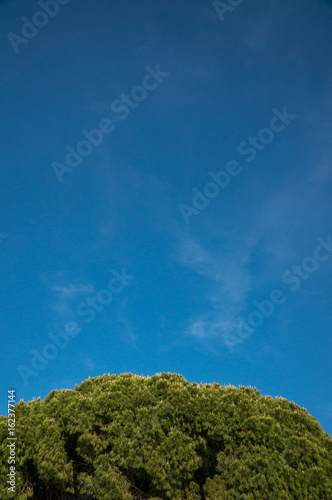 Crown of trees against the blue sky. Place for your text.