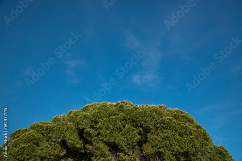 Crown of green trees against clear blue sky. Place for your logo or text.