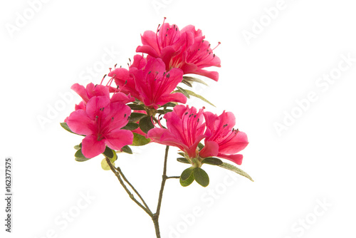 Pink blosseming azalea flowers on a branch isolated on a white background photo