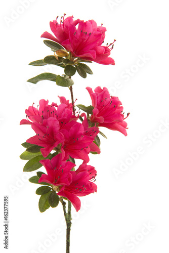 Fototapeta Naklejka Na Ścianę i Meble -  Single branch with pink blosseming flowers isolated on a white background in a vertical image