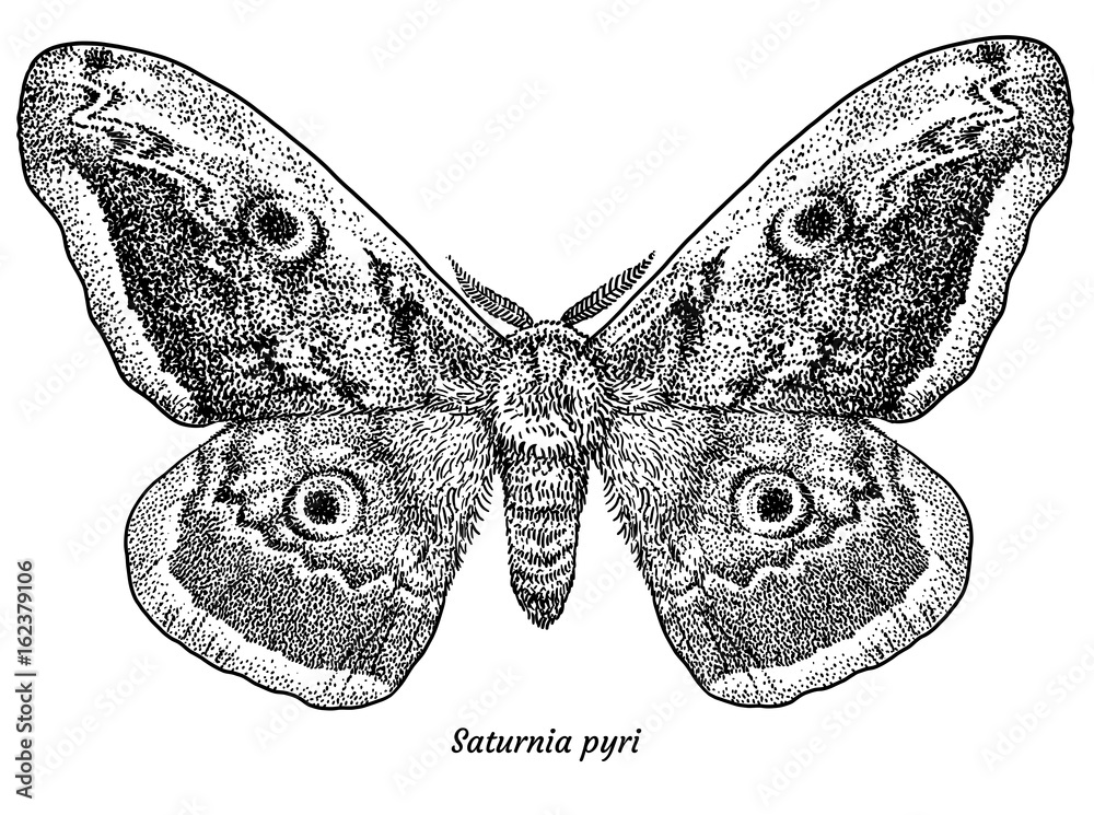 Giant peacock moth illustration, drawing, engraving, ink, line art, vector