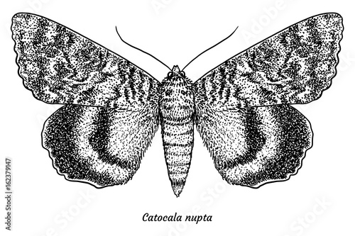 Red underwing illustration, drawing, engraving, ink, line art, vector