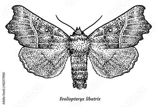The Herald moth illustration, drawing, engraving, ink, line art, vector
