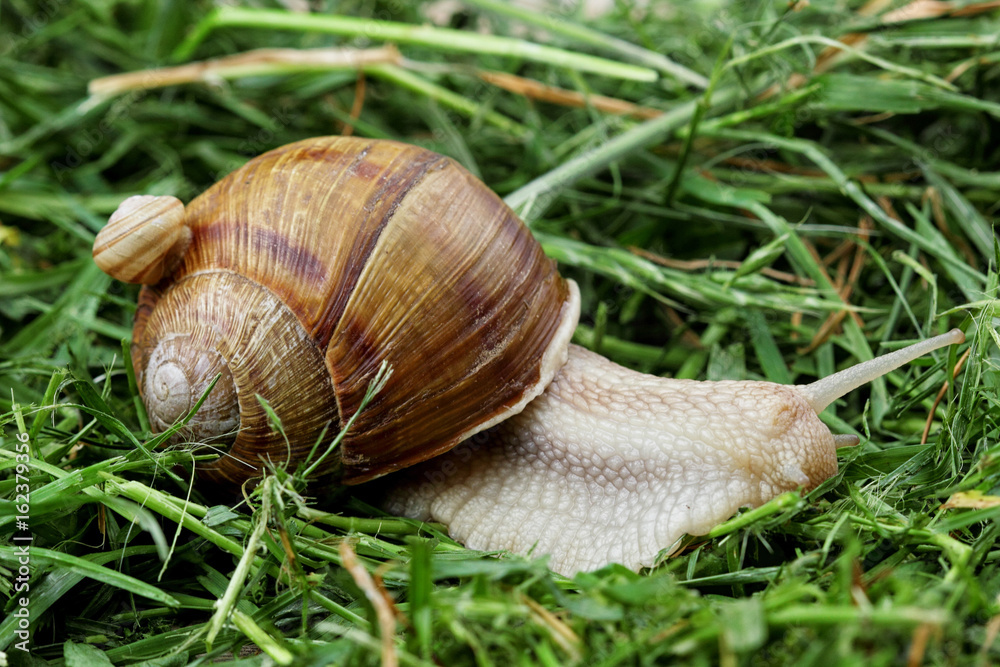 snail family .Little snail on mother snail.Analogy.Concept of family.Copy space snail family .Little snail on mother snail.Analogy.Concept of family.Copy space