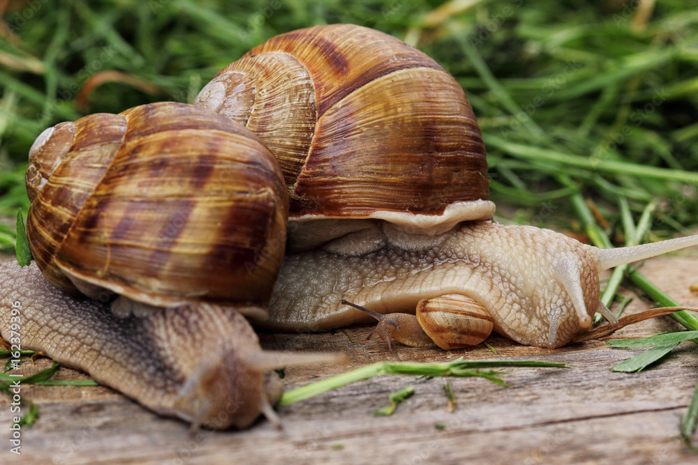 snail family .Mother snail hug a little snail and father snail.Analogy.Concept of family snail family .Mother snail hug a little snail and father snail.Analogy.Concept of family