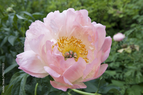 Obraz na plátne the bunch of pink sarah bernhardt cut out peonies in a turquoise glass bottle on