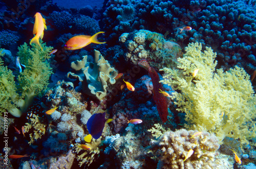 Group of Anthias above soft Coral with butterflyfish