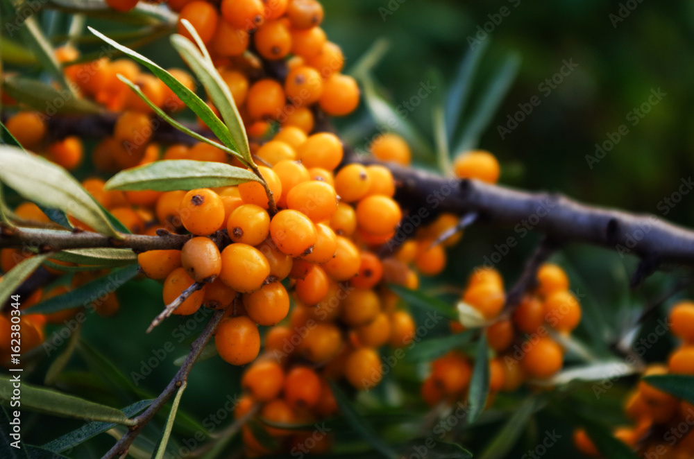 Naklejka premium branch of orange sea buckthorn berries