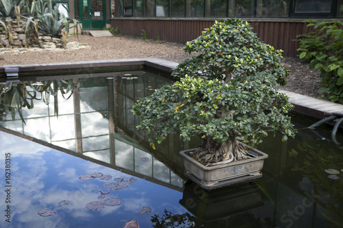 the Ficus bonsai in a tub in the middle of the pond as a decoration of park
