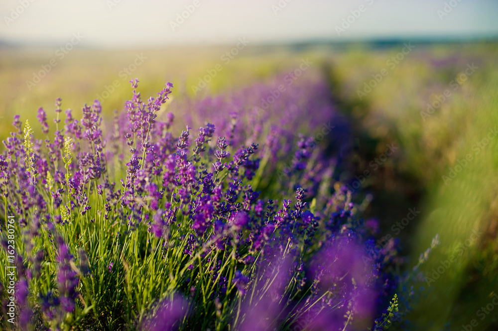 Obraz premium Lavender field in sunlight.