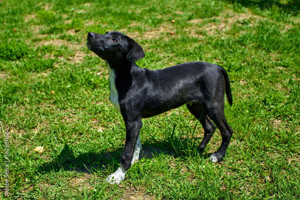 Dog playing outside smiles. Happy Dog. A beautiful puppy dog Dog playing outside smiles. Happy Dog. A beautiful puppy dog