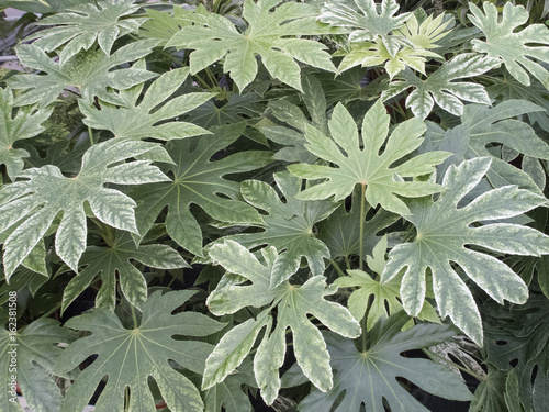 Houseplant Fatsia Japonica leaves seen from above photo