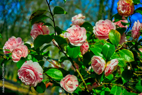 rosebush. Climbing rose tree