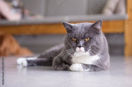 Gray British shorthair cats  indoors