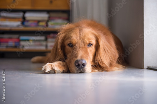 The golden retriever to lie on the ground