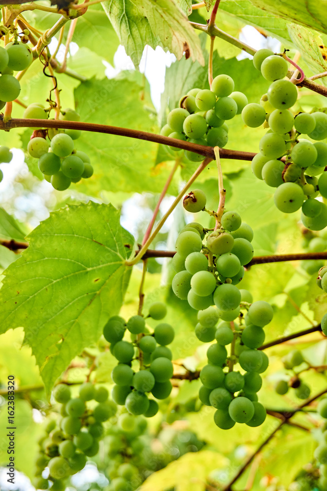 bunch of white grapes in garden. ripening grape clusters on the vine bunch of white grapes in garden. ripening grape clusters on the vine