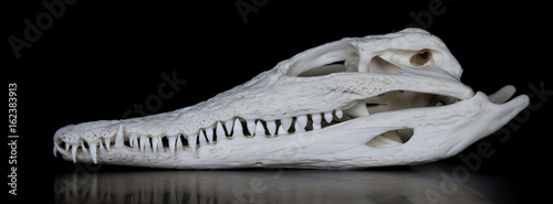 Schädel eines Nilkrokodil (Crocodylus niloticus) mit geschlossenem Maul photo