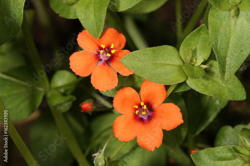 Scarlet pimpernel, commonly known as blue-scarlet pimpernel, red pimpernel, red chickweed, poorman's barometer, poor man's weather-glass, shepherd's weather glass or shepherd's clock. photo