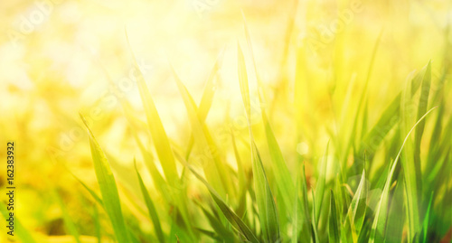 Spring grass background