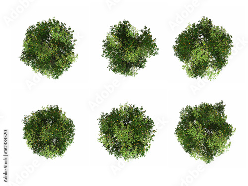 tree top view isolated white background
