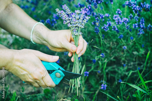 Fototapeta Naklejka Na Ścianę i Meble -  Woman cuts a lavender bouquet with garden scissors. Pruning a lavender in the garden. 
