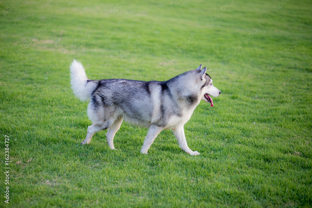Siberian Husky. The Siberian Husky running the grass. Siberian Husky. The Siberian Husky running the grass.