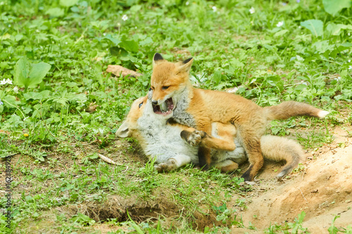 じゃれ合うキタキツネ
