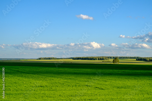 Image of green grass field and bright blue sky © Evgeniy