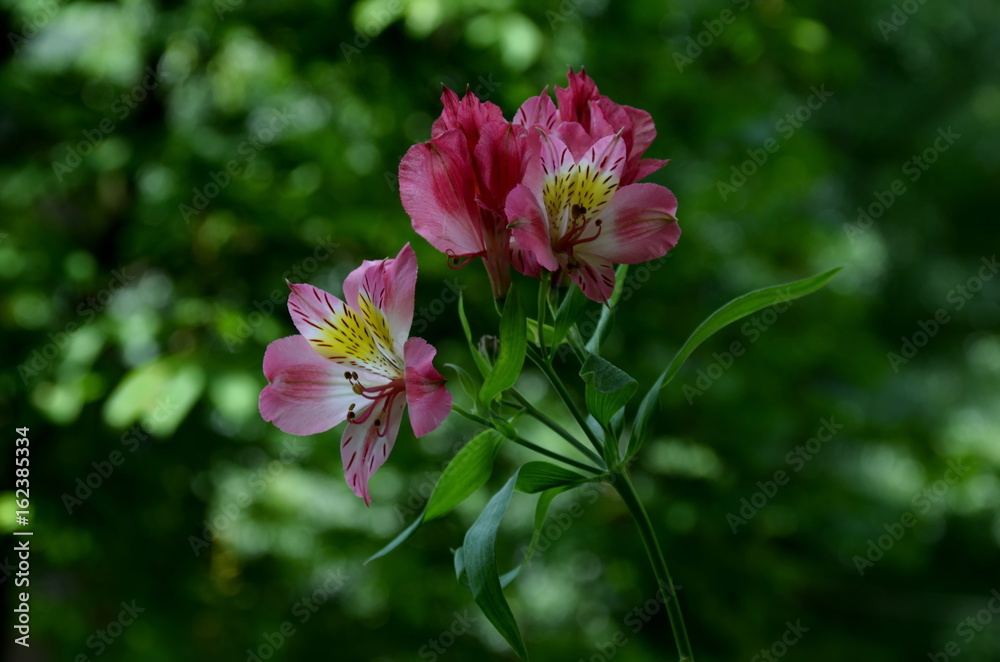 Pink alstroemeria flowers in the green natural background, Sofia, Bulgaria Pink alstroemeria flowers in the green natural background, Sofia, Bulgaria