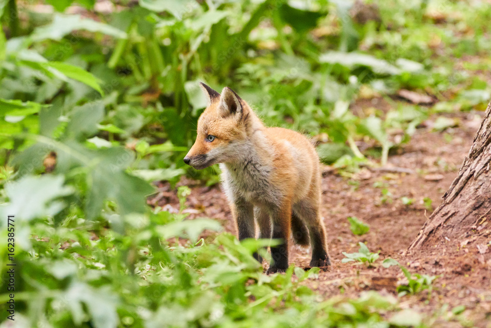 Fototapeta premium キタキツネの子供 