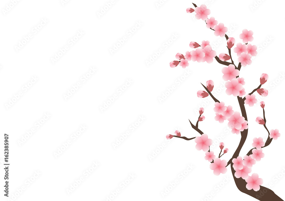 Fototapeta premium Cherry blossom flowers background. Sakura pink flowers background.