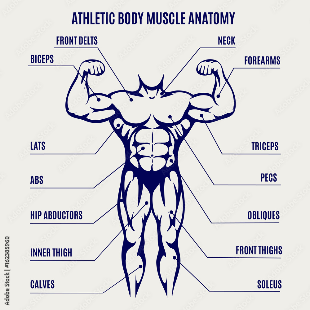 Athletic body muscle anatomy ballpoint pen colors poster. Vector  illustration Stock Vector | Adobe Stock